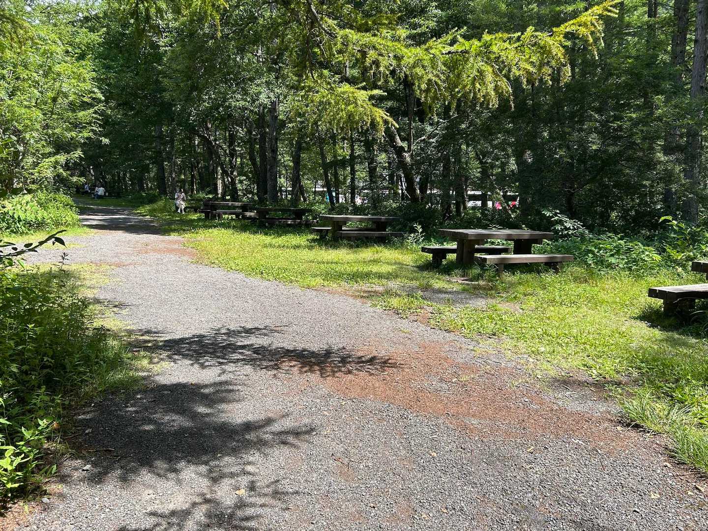 遊歩道脇の日陰にテーブルベンチがいっぱい
いいね👍
