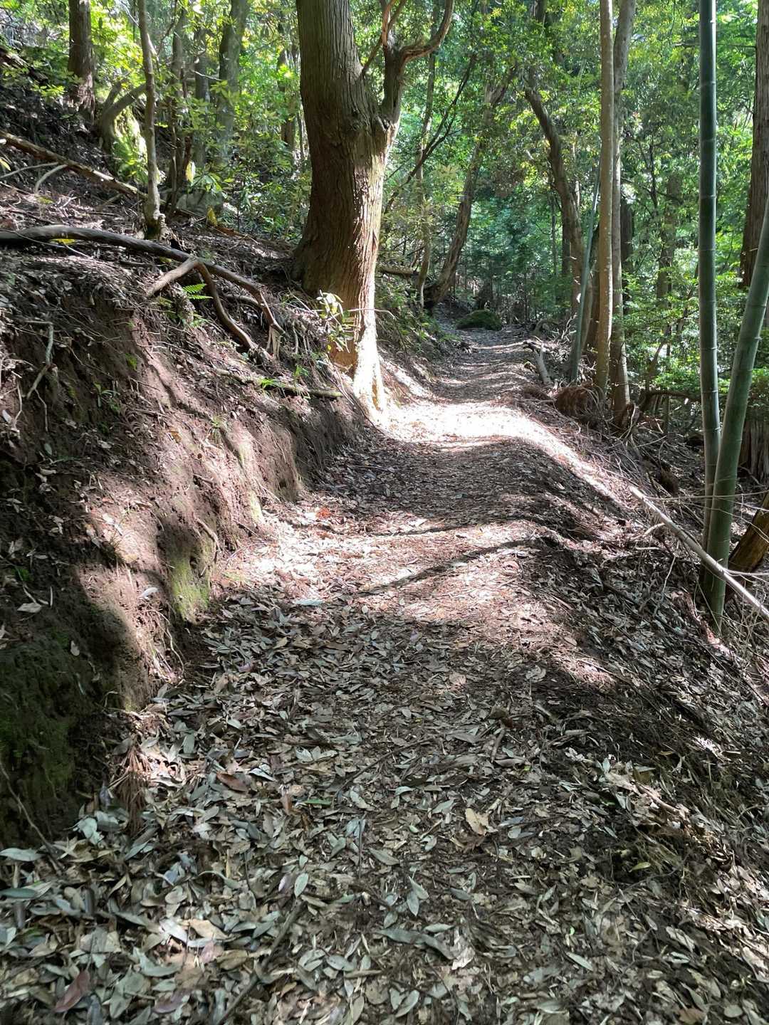 登山道は太くて歩き易いです🚶