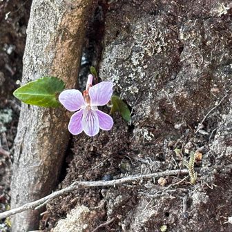 アリアケスミレ🪷