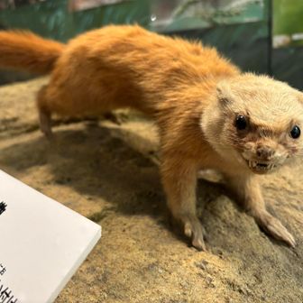 イタチが げきおこｗ