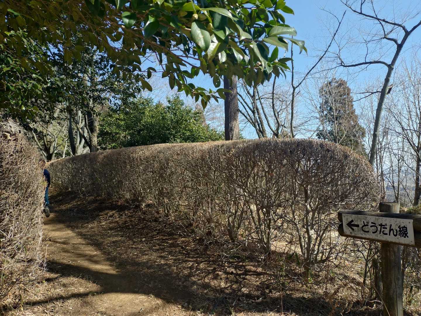 秋にはキレイだべな〜と思われる（どうだんの道）