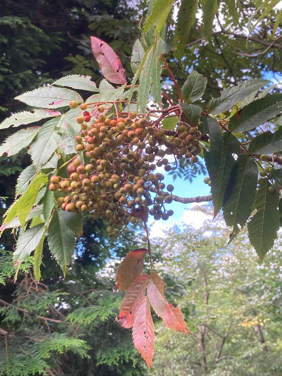 秋🍂の気配！