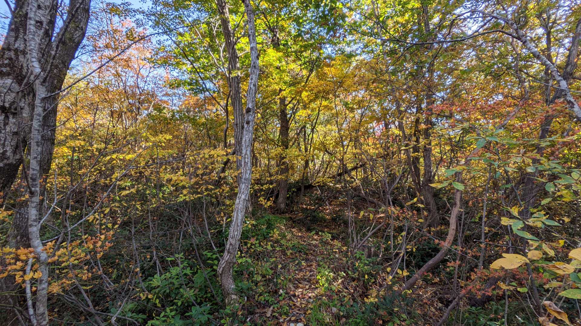 紅葉のトンネル