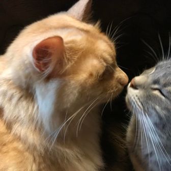 メタルむきたけ