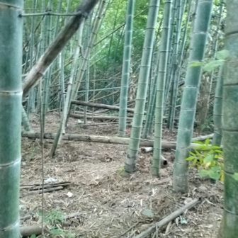 カードレールを越えて
竹林と蜘蛛の巣のラビリンス😅