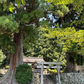
白山神社大杉 の 元に 再び 戻って
参りました
🌲 ⛩️ 🌲
やはり 大迫力 でした 
安心感 が 半端 無い です 🤭
