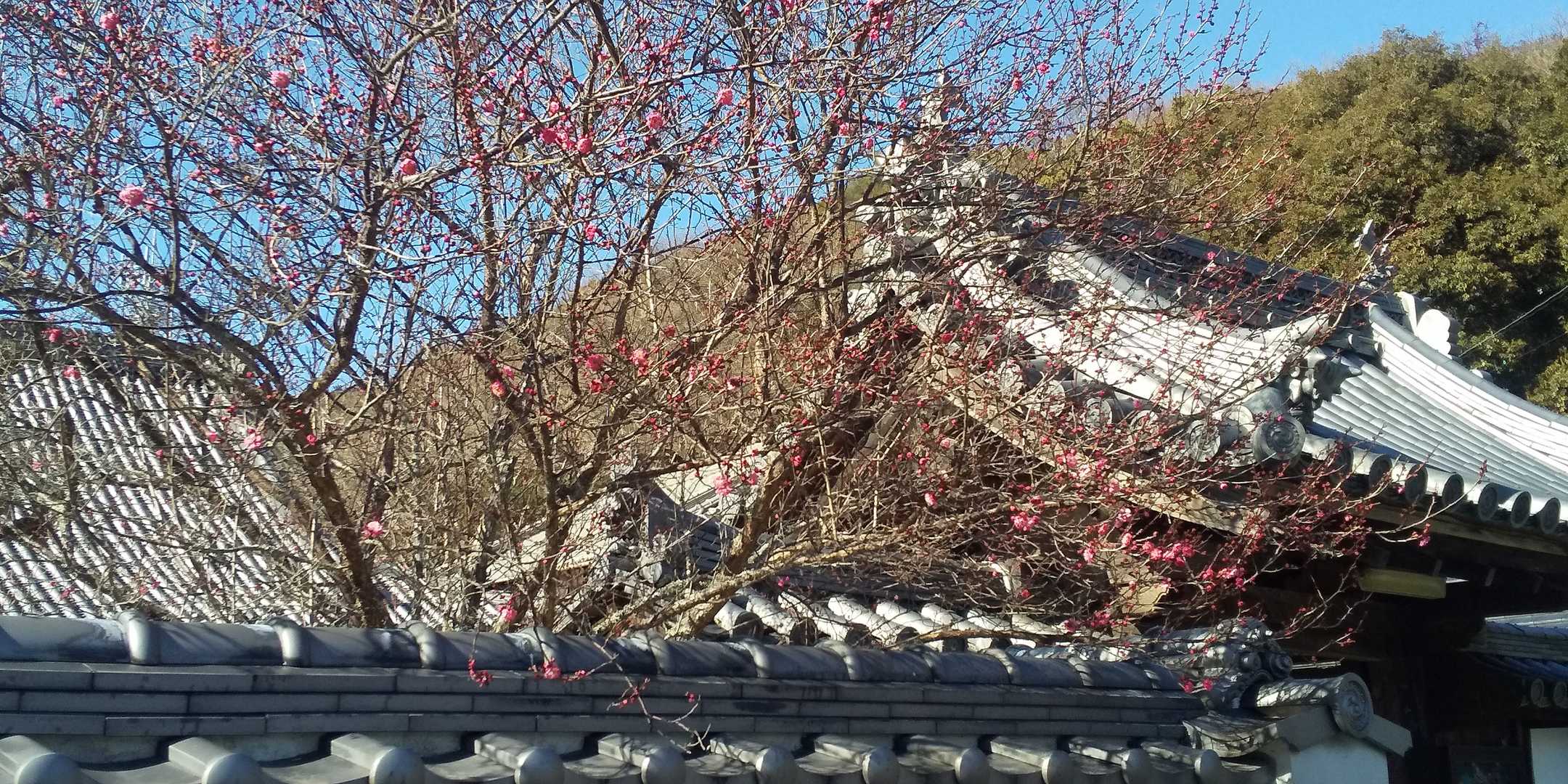 紅梅が咲いていた