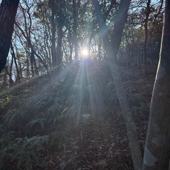 頂上からの木漏れ日