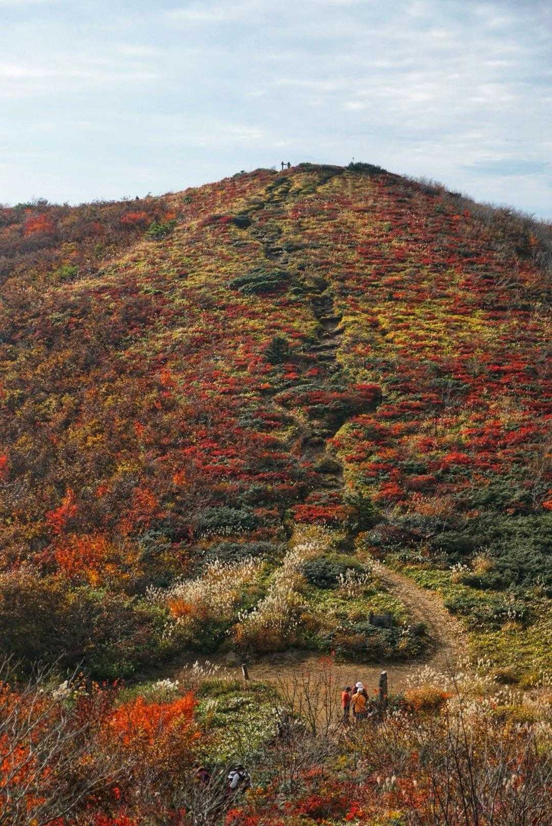 ひろしま県民の森登山口-越原越 周回コースの写真