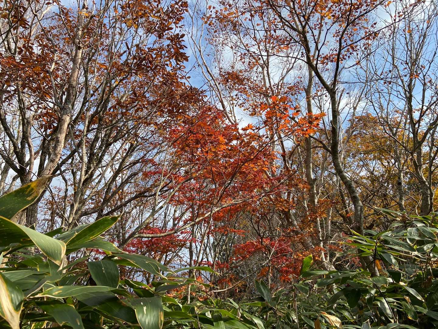 桧峠-毘沙門岳 往復コースの写真
