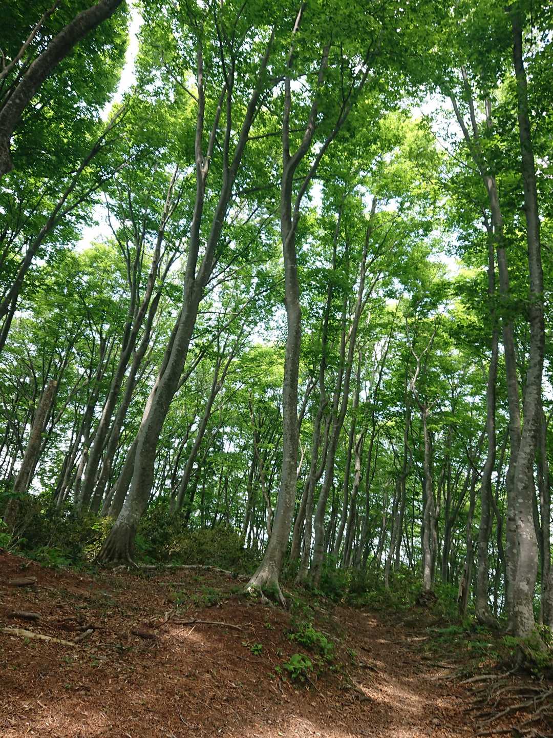 はい、ブナ林、ここ好きだわー