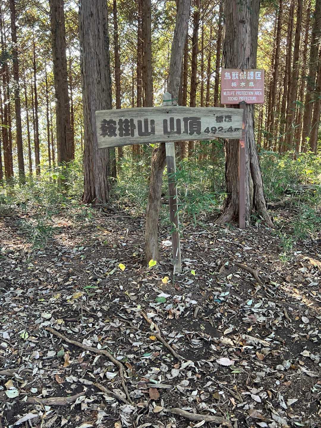 鞍掛山-シゲト山-猪倉峠 周回コースの写真