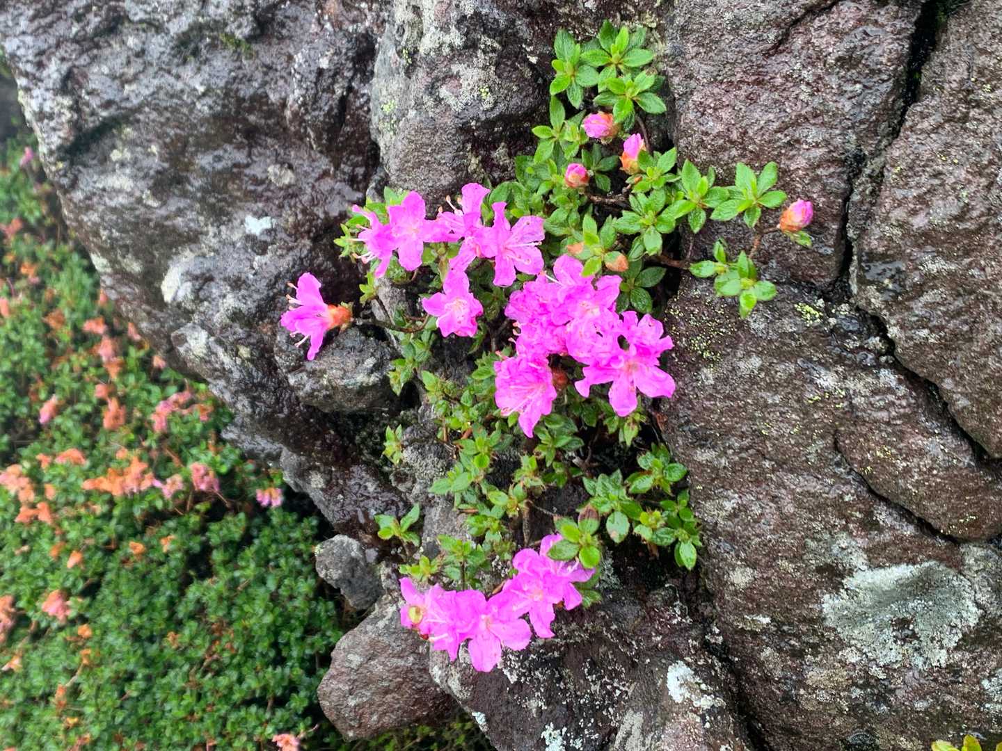 くじゅう登山口-雨ヶ池越-坊ガツル炊事場-大船山登山口-大 往復コースの写真