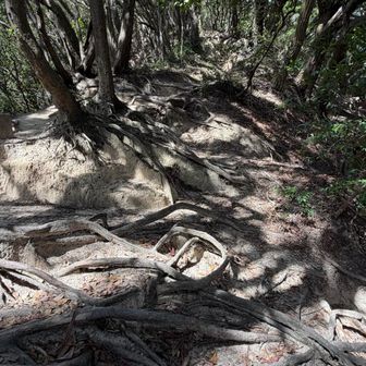 根っこがある道！
