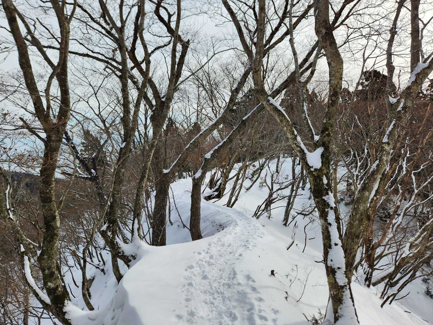 今日のS