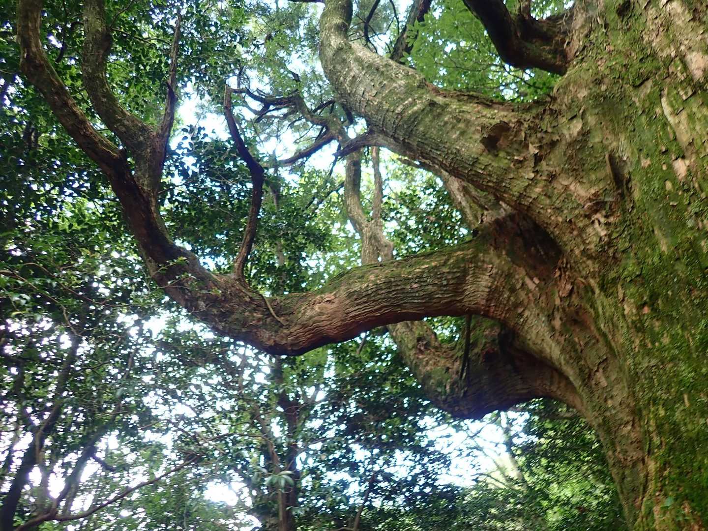 巨木が多い