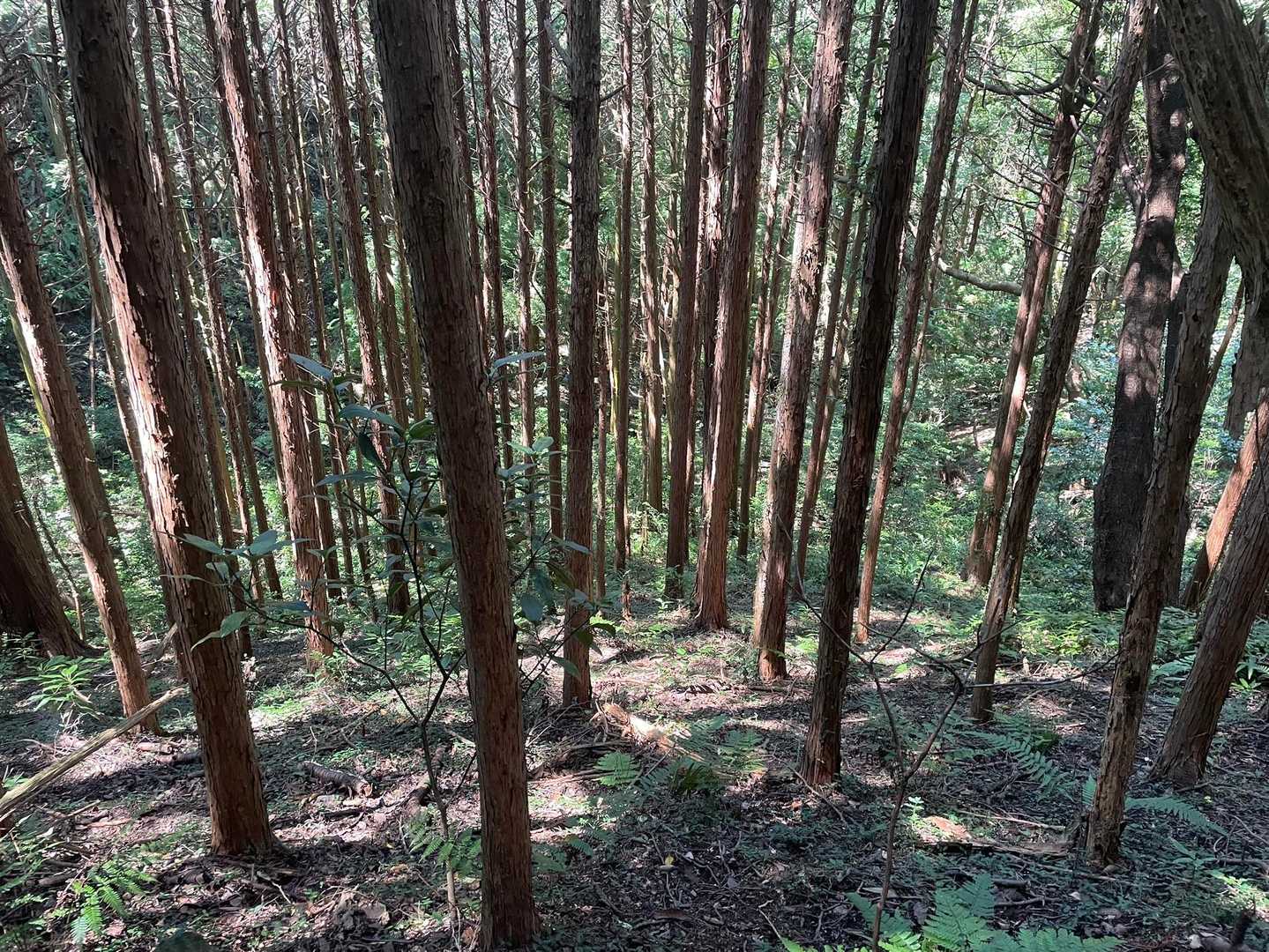 結局気になるので少し先から進む