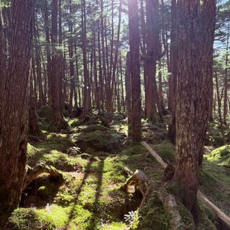 白駒湖初めて来ましたが、素晴らしいとこですね。ニュウ、天狗岳からの景色も最高。
コース的には体調不良もありかなりキツかった。あとは日頃の運動をサボってました。

いつか小屋に泊まりながら八ヶ岳縦走したいと思います。

今回はおそらく「脱水症状」だと思います。
この時期は水分摂取が少なくなりがちですが気をつけたいと思います。

おつかれ山でした。