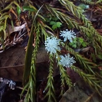 熊野古道 小辺路 可憐で美しい😍