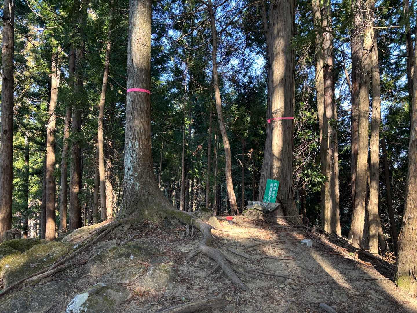 中ノ沢ノ頭

たぶん山頂🙌
