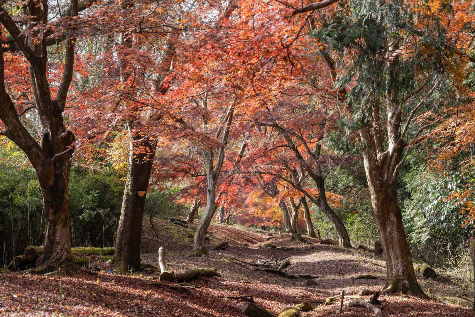 箱根外輪山（ガイリーン）周回コースの写真