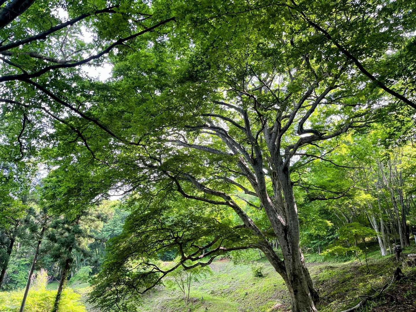 大きなブナ🌿癒されます