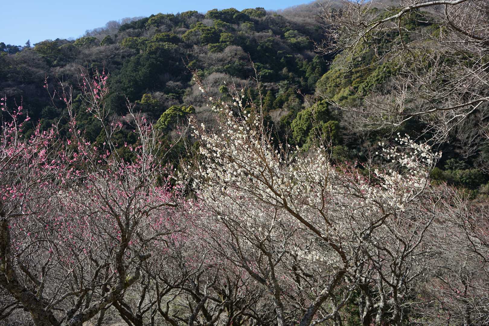 5分咲きとなっていましたが