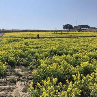 波乗りジェニー