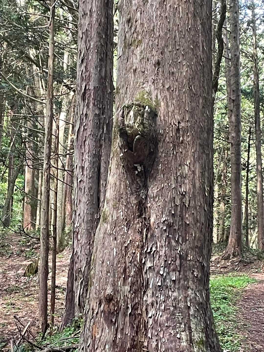聞かざる🙉に見えた
