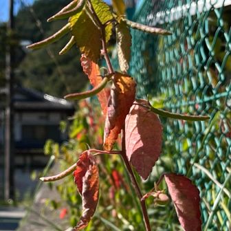 カラスノゴマ　種になっていました。鞘の中にはカラスさんにあげる胡麻があるのでしようか？