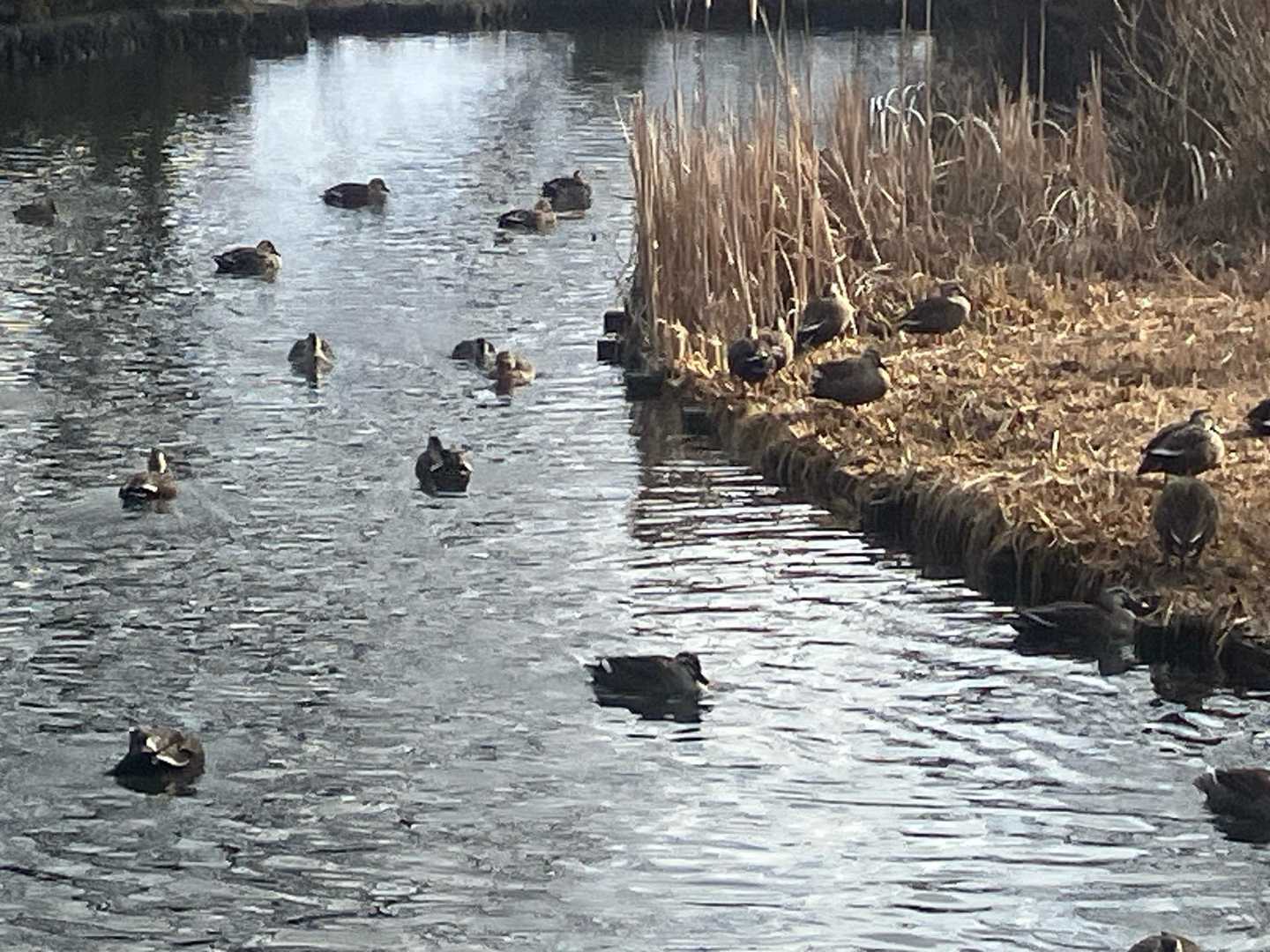 カモ　カモ　カモ