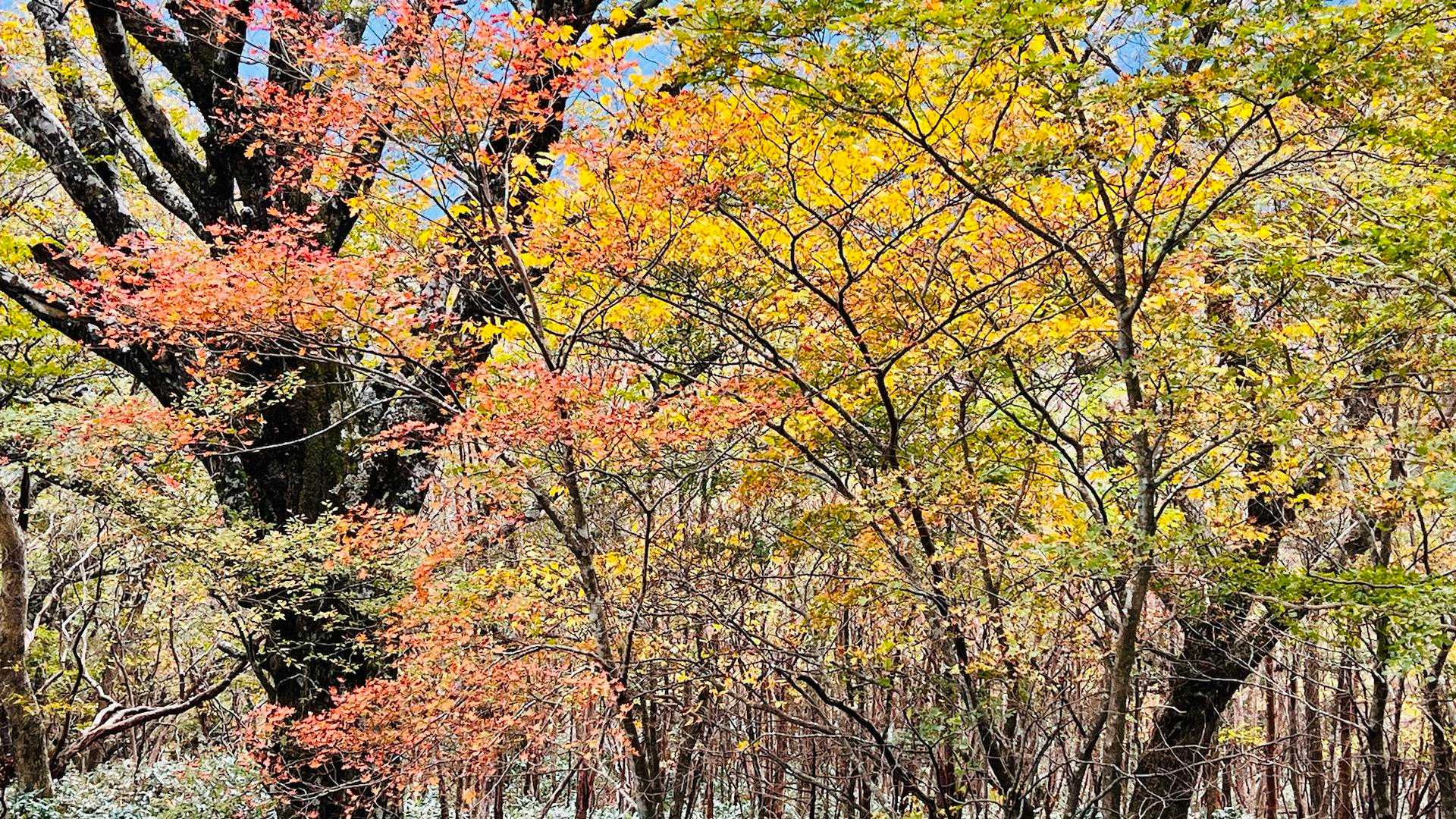改めて紅葉🍁が綺麗