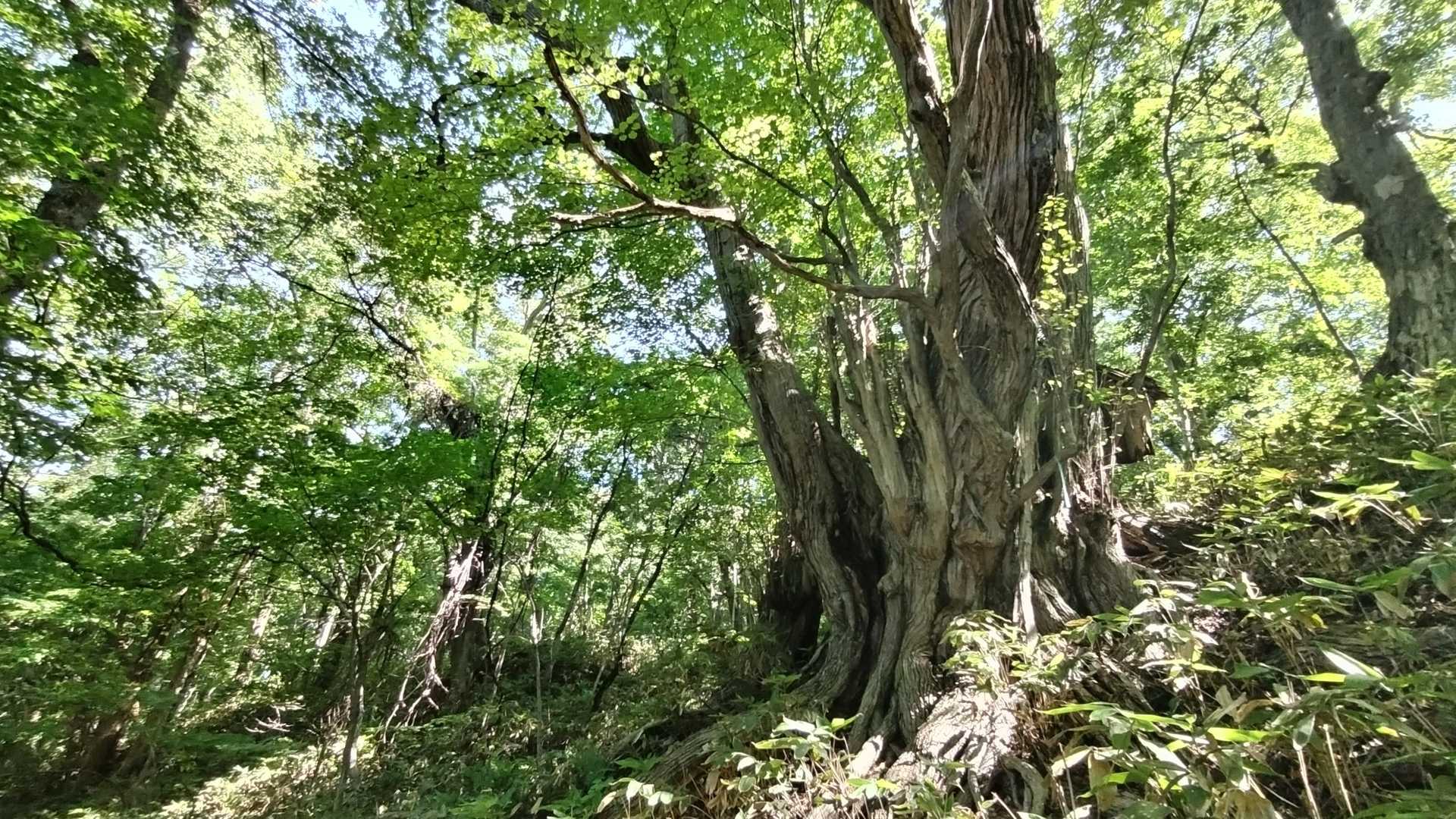 円山 往復コースの写真