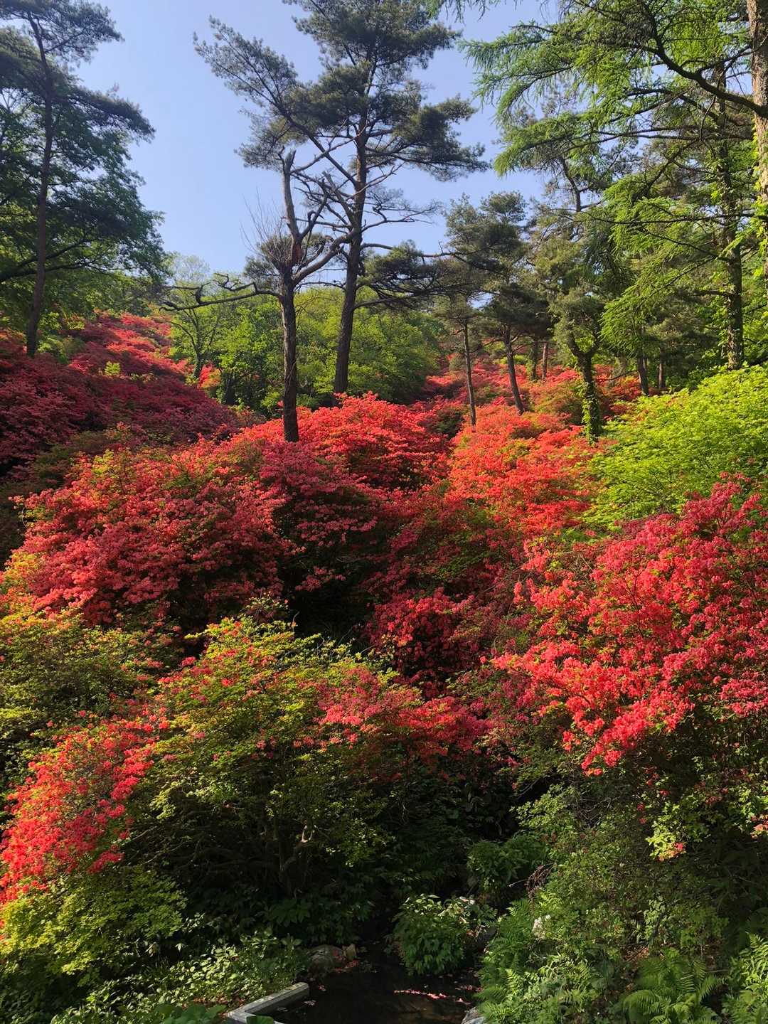 本吉側登山口-お祭り広場-徳仙丈山 往復コースの写真