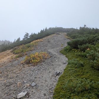 右にロープウェイ山頂駅へ繋がる道があるので注意
境目を登る