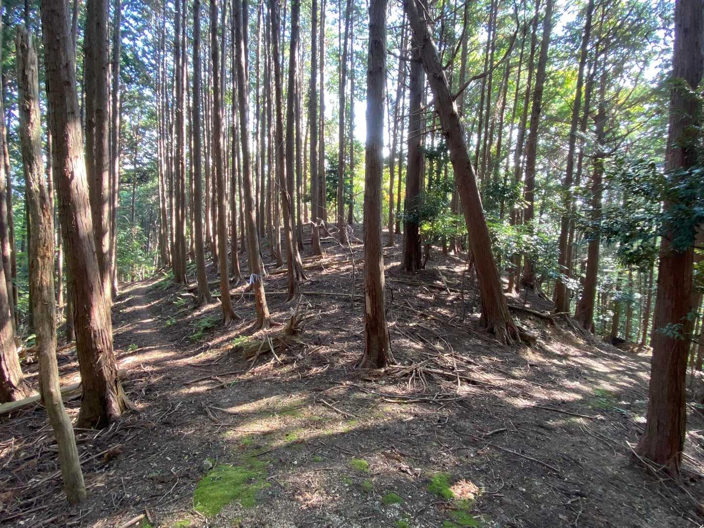 下山はここだけ⚠️
⬅️に行きます🥾