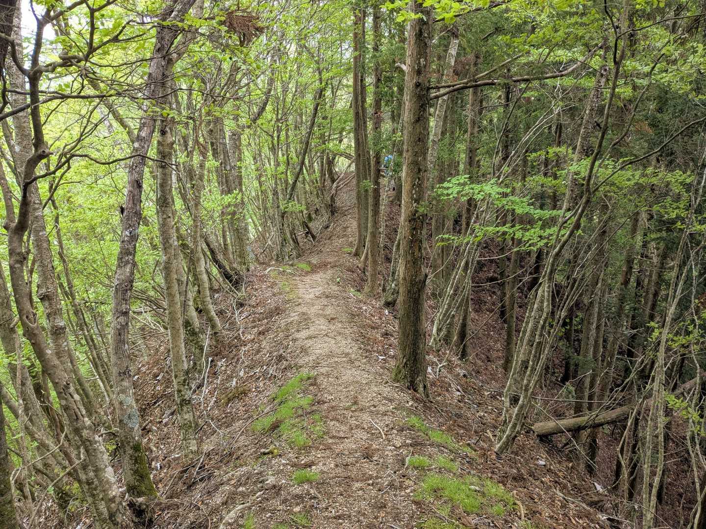 細い尾根道