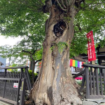 14番　今宮坊　樹齢500年のケヤキ