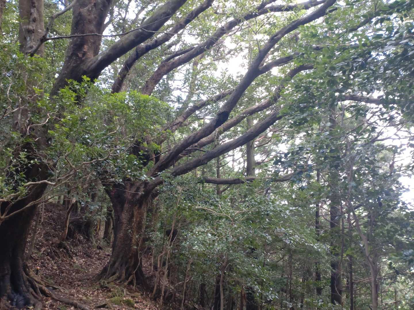 枝ぶりが面白い。