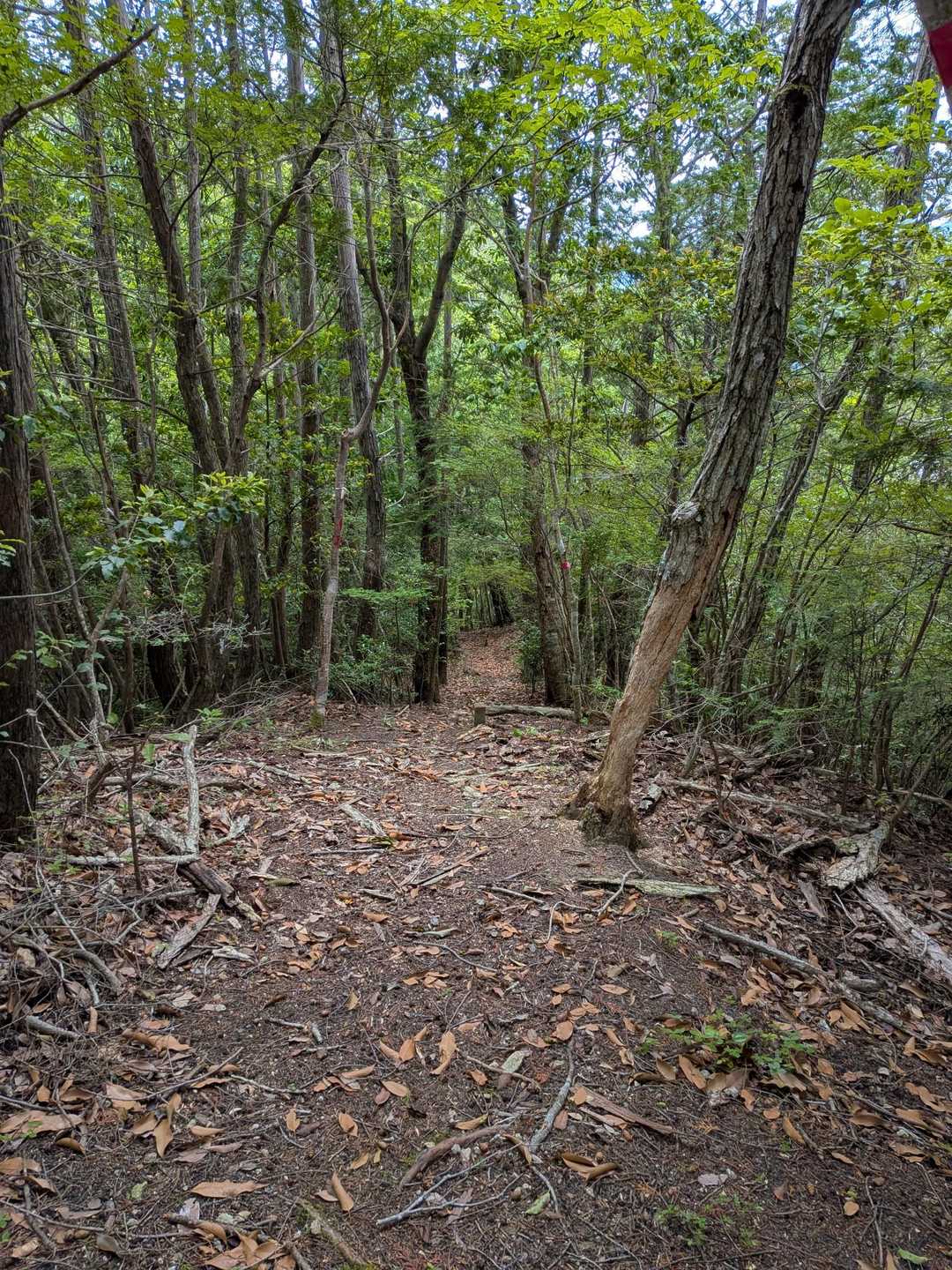 和田寺-和田寺山登山口-天神ほこら跡-和田寺山 周回コースの写真