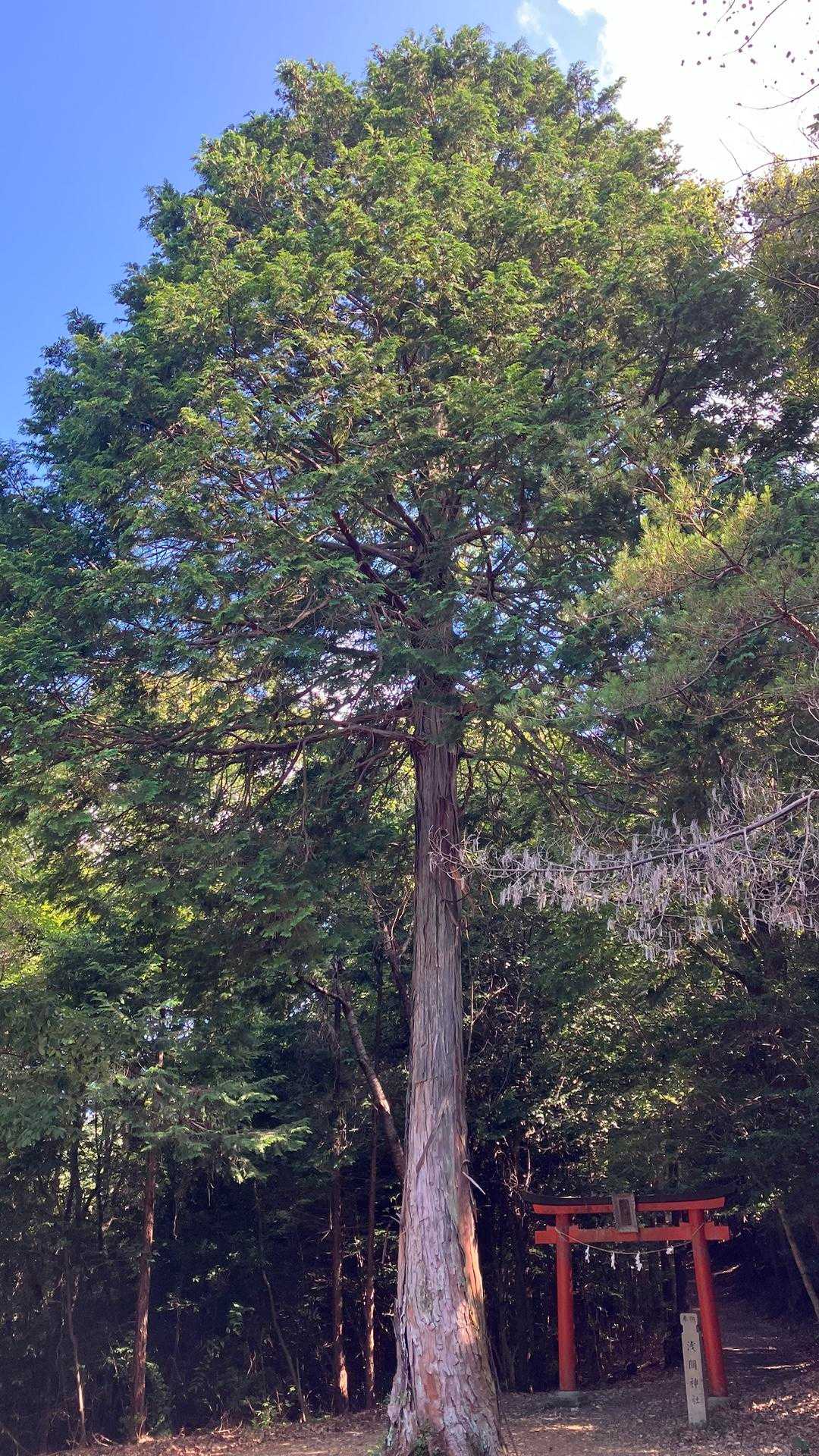 鳥居を出たら御神木にしても良さげな立派な木🌲