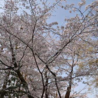 麓の桜は満開。