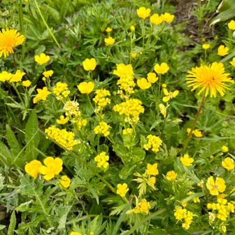 ミヤマキンバイと
ハルザキヤマガラシ？とたんぽぽのコラボ
黄色の絨毯みたいで華やか！