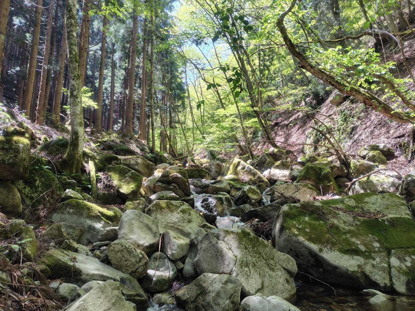 銚子ヶ口登山口-銚子ヶ口 往復コースの写真