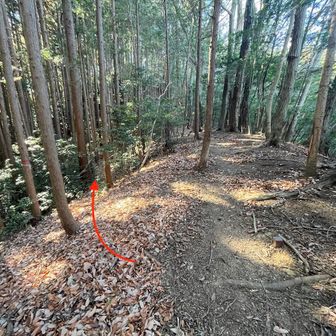 二本木ノ頭から、一旦鞍部まで戻り周囲を探してみる。

多分コレかなと思う獣道みたいなもの（赤線）を見つけ、行ってみる。