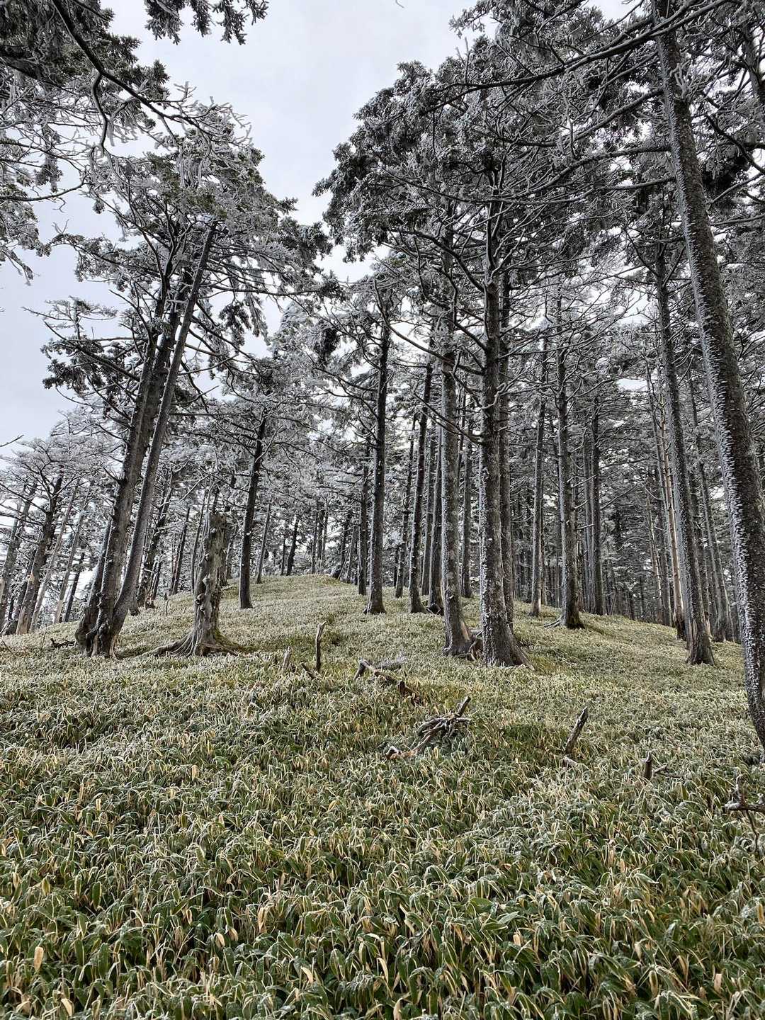 朝日山登山口-白倉橋-中ノ尾根山登山口　-中ノ尾根山 往復コースの写真