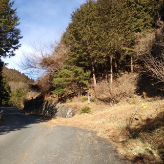 車道を頑張って歩いて杉ノ峠登山口まで来ました。小広くなっているスペースの右の保安林の黄色い看板の上あたり、黄色いテープを目印に細い道を登ります。最初荒れていますがすぐはっきりした山道になります。