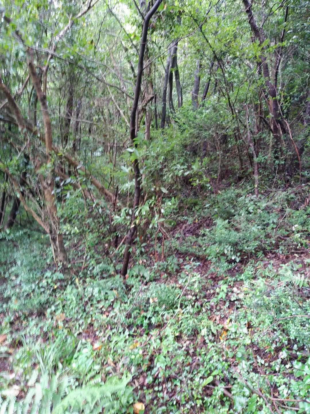 地蔵峠付近で猪🐗
📷間に合わず😅