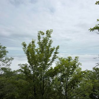 一面大雲海なのですが、この屏山ってやつが展望イマイチでして凄く残念🤣
木が邪魔だなぁ😅