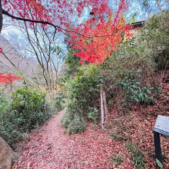 まだ紅葉あり🍁😊